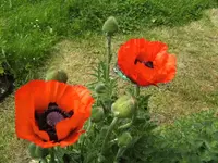 BILD6619.webp