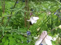 BILD6631.webp