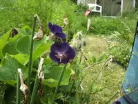BILD6616.webp