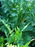DSCN8771.webp