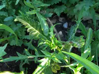 DSCN8772.webp