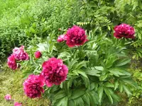 BILD6610.webp