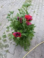 P1020724.webp
