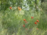 P1020564.webp