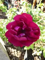 P1020820.webp