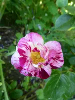 P1020870.webp
