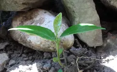 Kirschlorbeer (1).webp