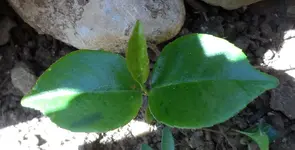 Kirschlorbeer (2).webp