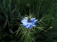 Nigella17.webp