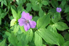 100_4016.webp