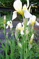 100_4021.webp