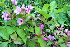 100_4023.webp