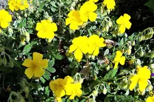 100_4031.webp