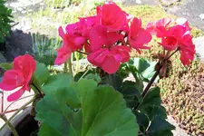100_4041.webp