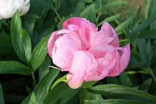 100_4058.webp