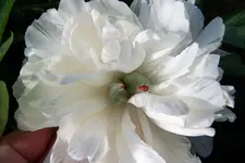 100_4060.JPG