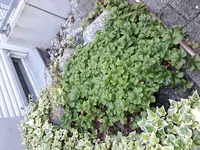 2017-05-25 16.03.51.webp