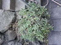 2017-05-26 18.49.16.webp