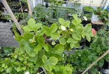Weisse Walderbeeren.webp