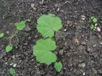 BILD6660.webp