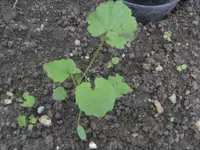 BILD6661.webp