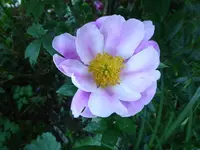 P1030018.webp