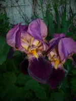 DSCI0216.webp