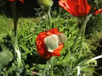 BILD6654.webp