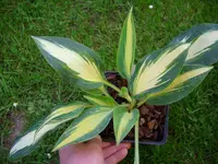 DSCI0207.jpg