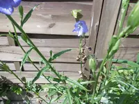 P1000881.webp