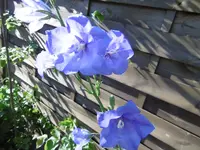 P1000890.webp