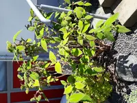 2017-05-25 16.05.01.webp