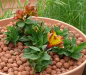 2017Inka.webp 2017Inka.webp