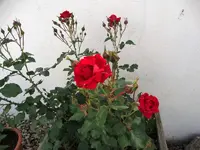 DSC09827.webp