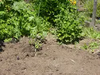 P1020416.webp