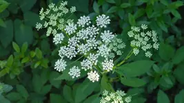 unkraut_0001.webp
