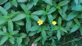 20170526_141039.2.webp
