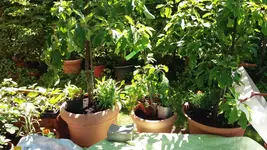 20170526_142622.2.webp