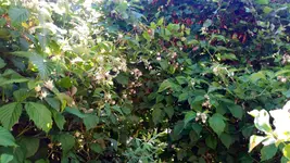 20170526_174508.2.webp