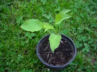 DSCI0226.jpg