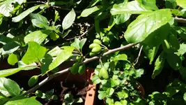 20170526_141508.2.webp