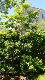 20170526_141814.2.webp