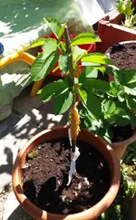 20170526_140934.2.webp