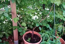 20170526_141215.2.webp