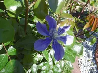 P1000910.webp