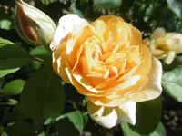 P1000911.webp