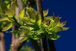 Catalpa_Austrieb_270517_800.JPG