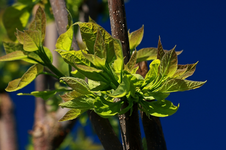 Catalpa_Austrieb_270517_800.webp