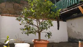 IMAG1414.webp