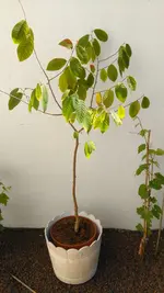 IMAG1411.webp